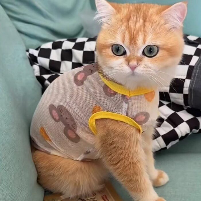 Cat Summer Vest Anti-Shedding Mesh Tank Small Dog