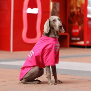 Product Name: Dog T-Shirt Summer Thin Breathable Pet...
