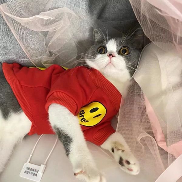 Cat Hoodie for Fall & Winter Warm Anti-Shedding