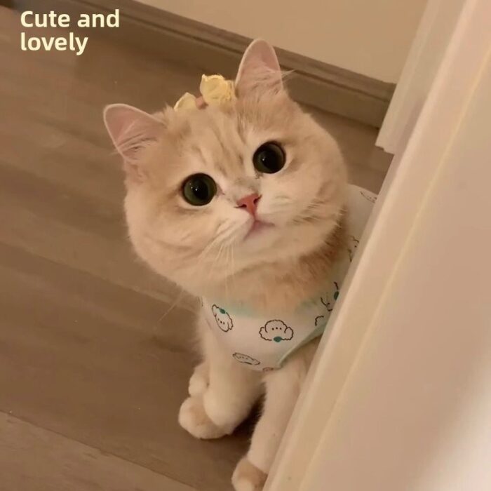Cat Cooling Vest Shirt, Breathable Thin...