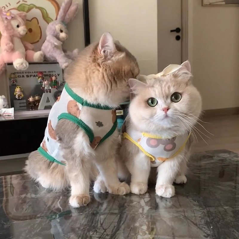 Cat Cooling Vest Shirt, Breathable Thin...
