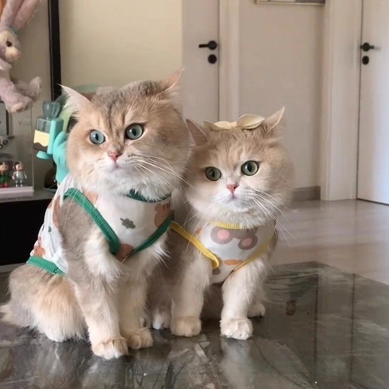 Cat Cooling Vest Shirt, Breathable Thin...