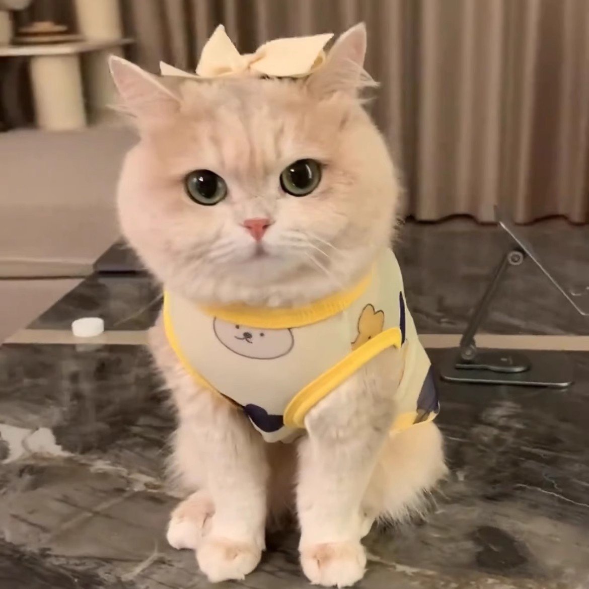 Cat Cooling Vest Shirt, Breathable Thin...