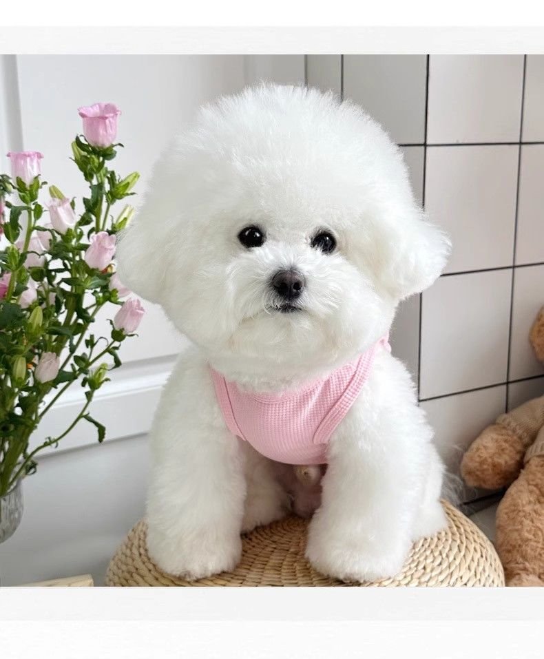 Product Name: Dog Summer Vest, Breathable Anti-Shedding...