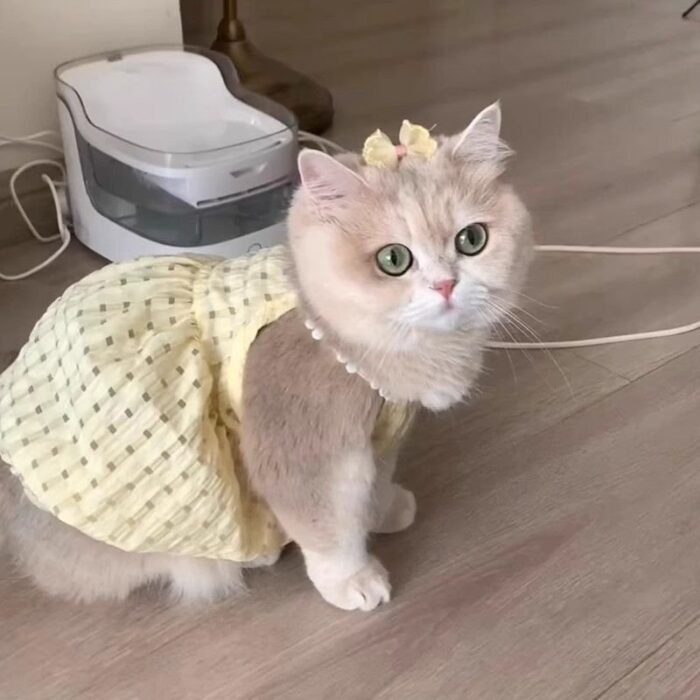 Cat Summer Tutu Dress Anti-Shedding