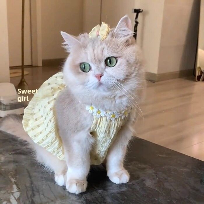 Cat Summer Tutu Dress Anti-Shedding