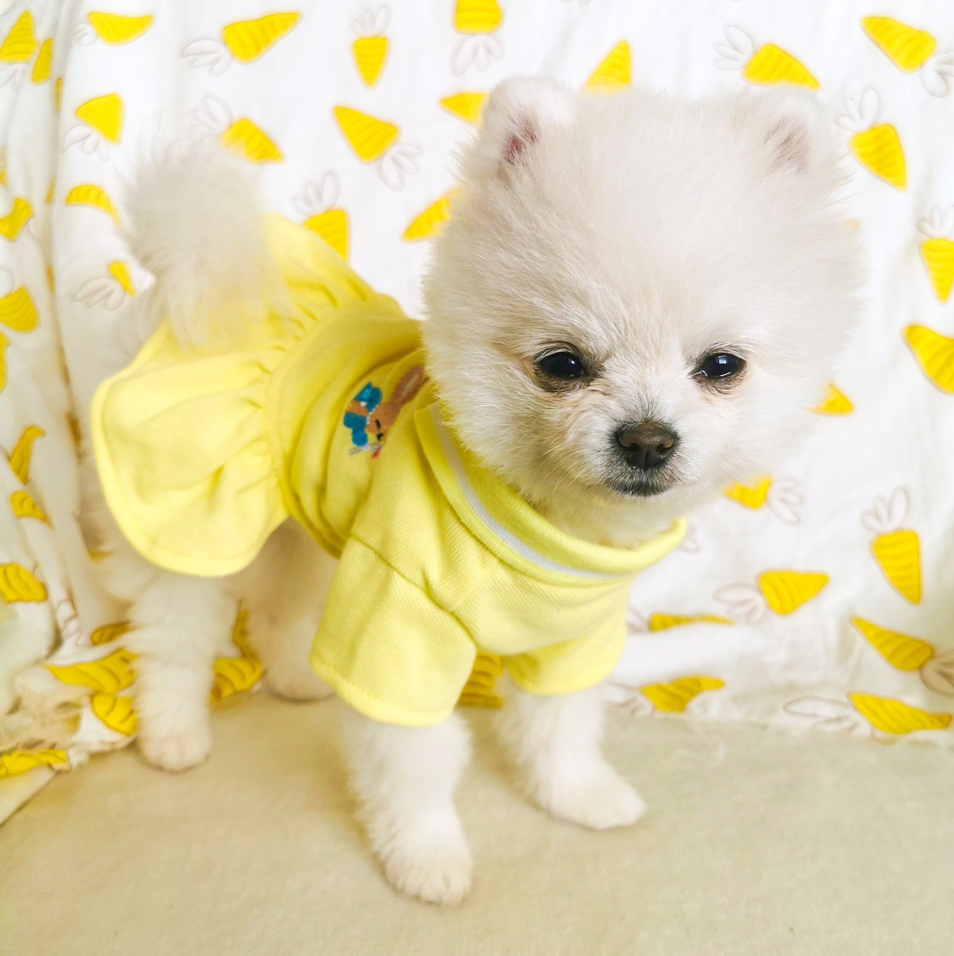 Product Name: Dog Cat Spring & Summer Floral Shirt for...