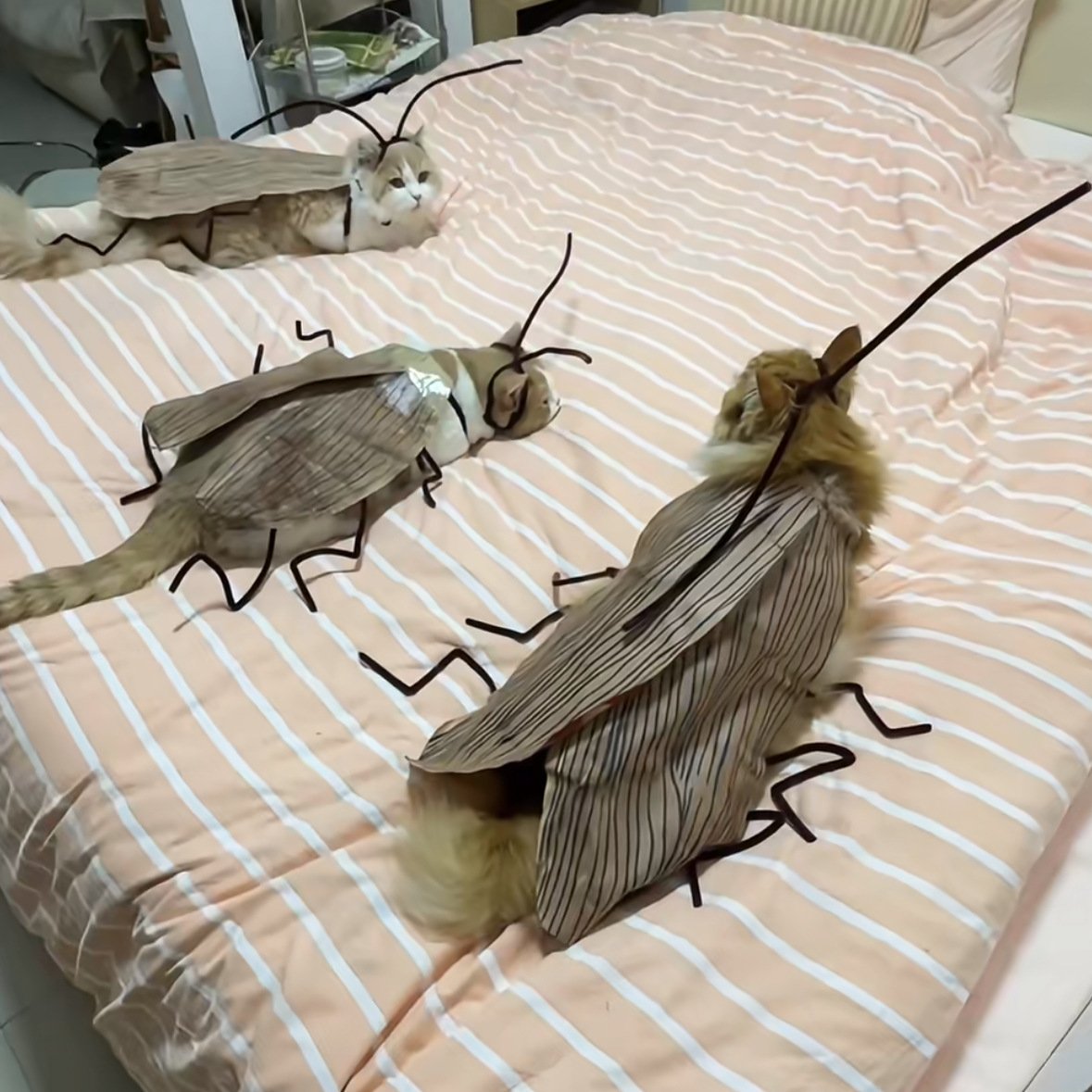 Playful Cockroach & Spicy Cat Costume DIY Felt Craft Kit with Chenille Stems — Creative Funny Prop for Pets