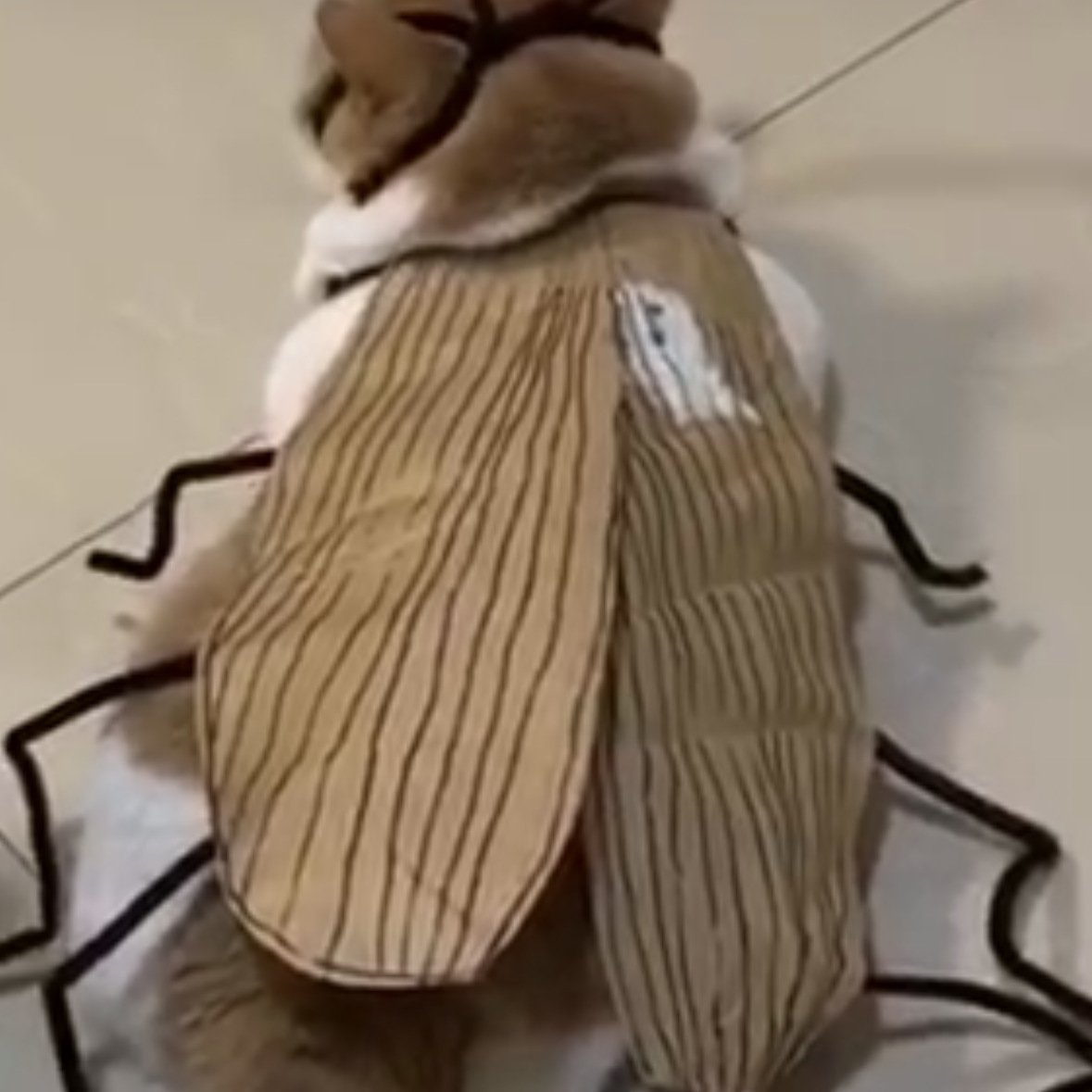 Playful Cockroach & Spicy Cat Costume DIY Felt Craft Kit with Chenille Stems — Creative Funny Prop for Pets