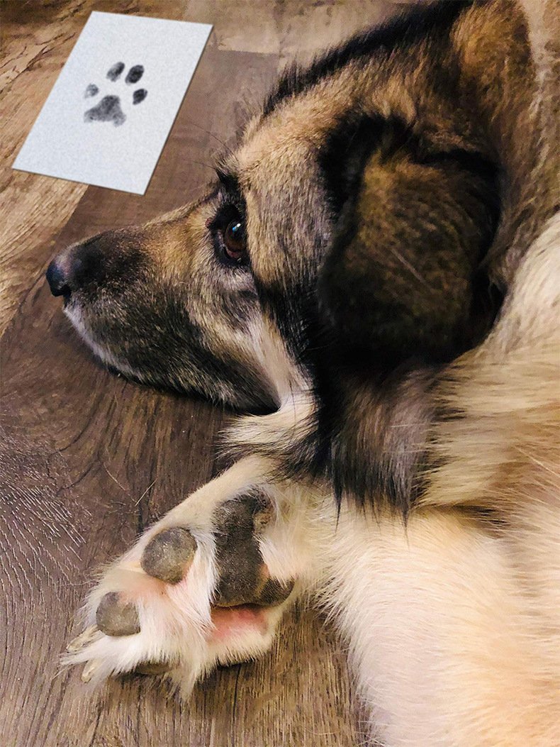 Pet Paw Print Stamp Pad - No-Wash Footprint Kit for Cats & Dogs, DIY Memory Album Keepsake, Paw Print Tracing for Pet Lovers