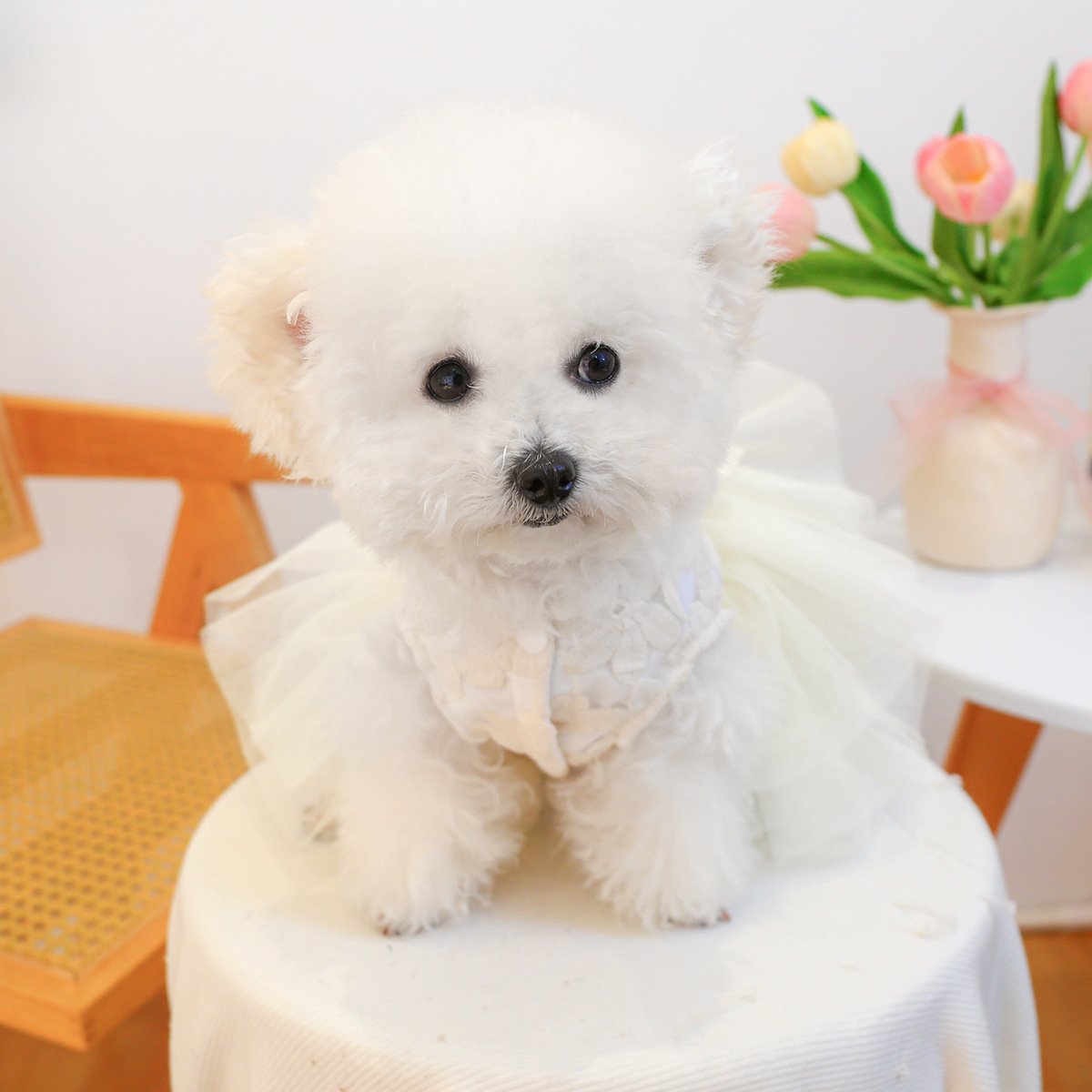 Pet Memorial Tutu Dress for Dogs and Cats
