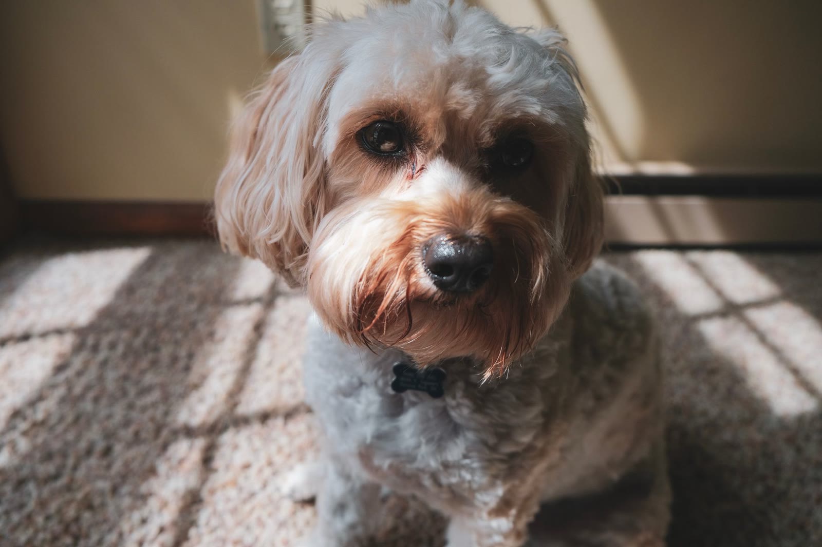 Soft window light and a low angle flatter a small pet.